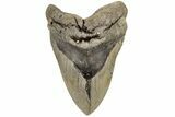 Huge, Fossil Megalodon Tooth - North Carolina #200238-1